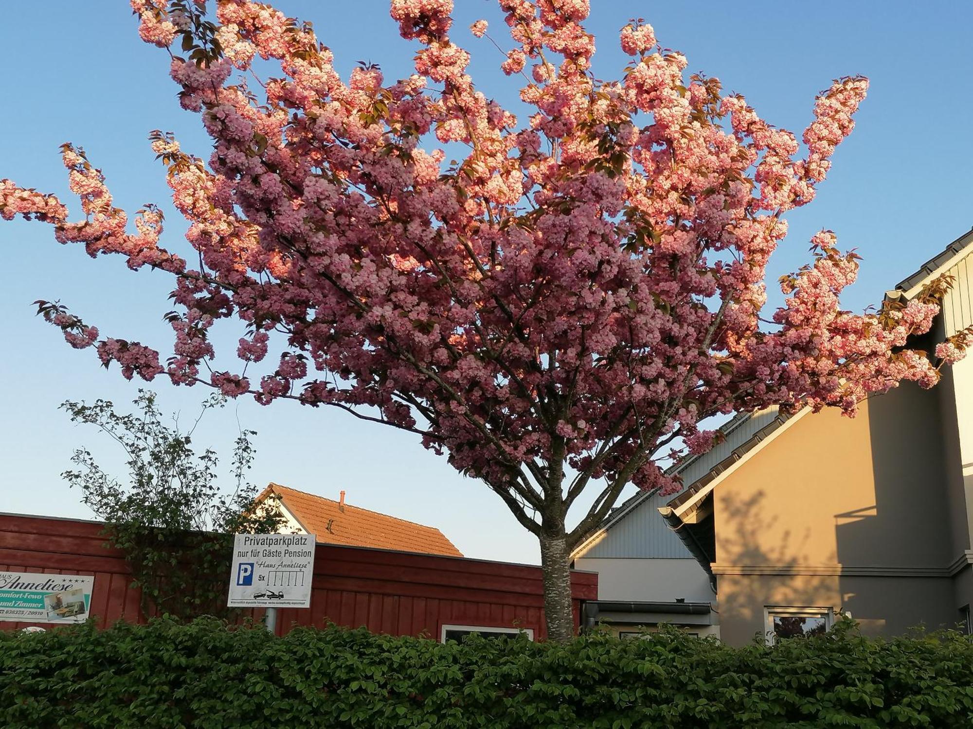 Pension Haus Anneliese 우케리츠 외부 사진